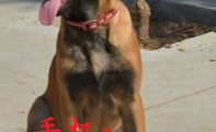 比利时马犬,多才多艺的警犬与忠诚伴侣的完美结合